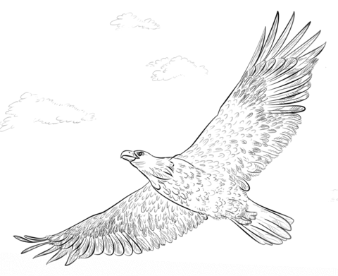 Bald Eagle In Flight Coloring Page